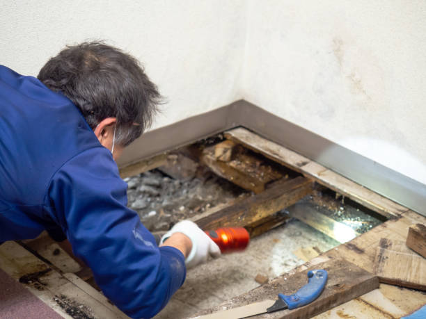 Best Home Mold Removal  in Port Townsend, WA
