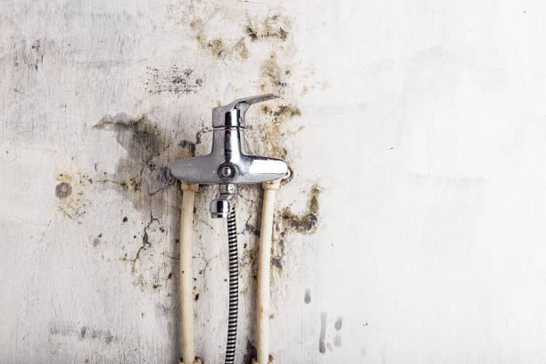 Best Fast Mold Removal  in Port Townsend, WA