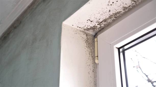 Best Mold Testing  in Port Townsend, WA