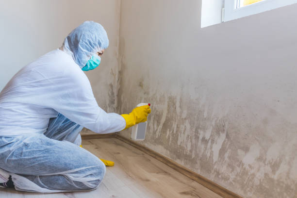 Best Toxic Mold Removal  in Port Townsend, WA