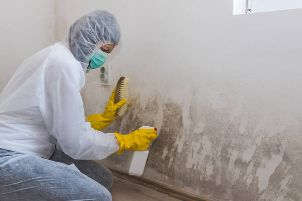Best Certified Mold Removal  in Port Townsend, WA