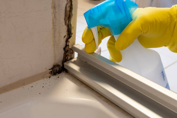 Best Local Mold Removal Service  in Port Townsend, WA
