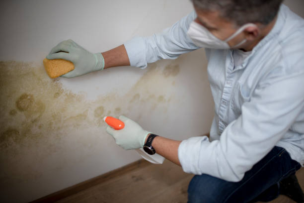Best Mold Removal Company Near Me  in Port Townsend, WA