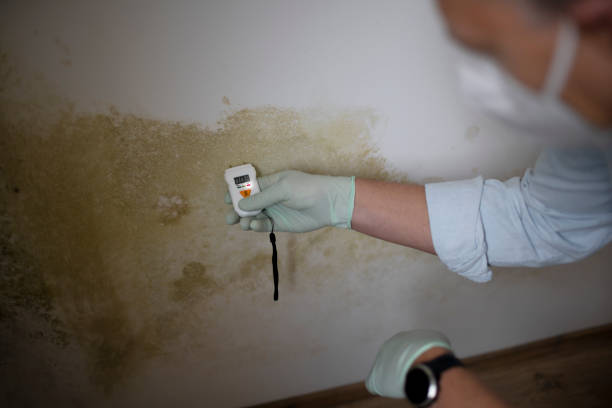 Best Mold Remediation  in Port Townsend, WA