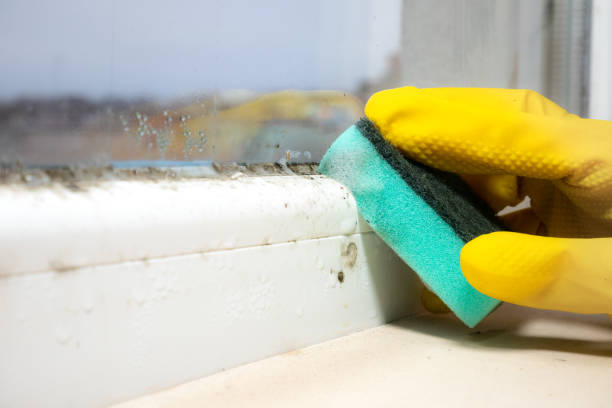 Port Townsend, WA Mold Removal Company