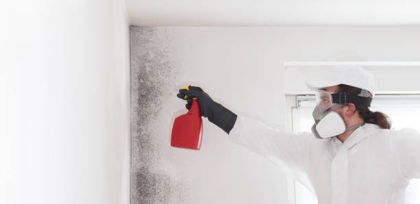 Crawl Space Mold Removal in Port Townsend, WA