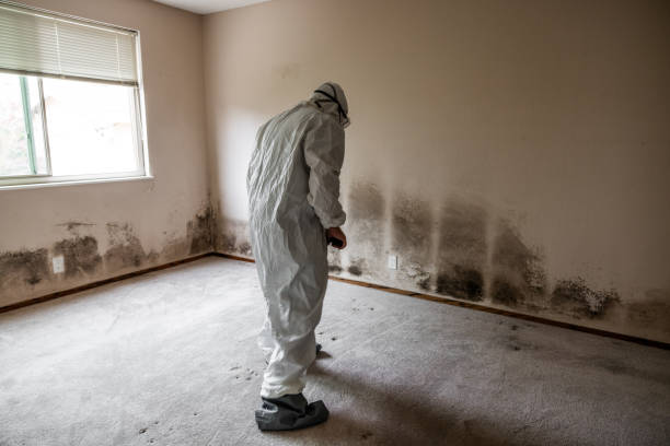 Best Attic Mold Removal  in Port Townsend, WA