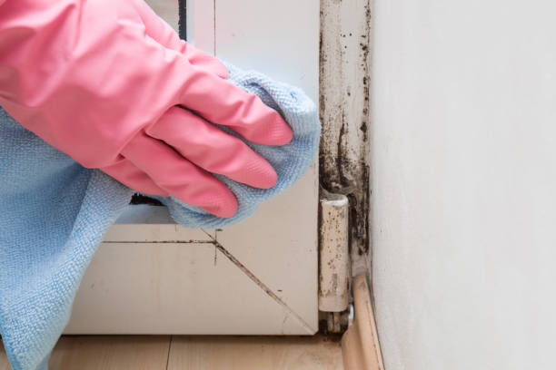 Best Commercial Mold Removal  in Port Townsend, WA
