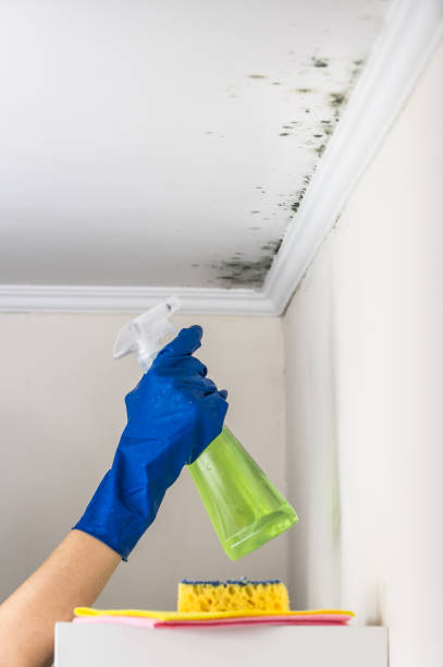 Best Emergency Mold Removal  in Port Townsend, WA